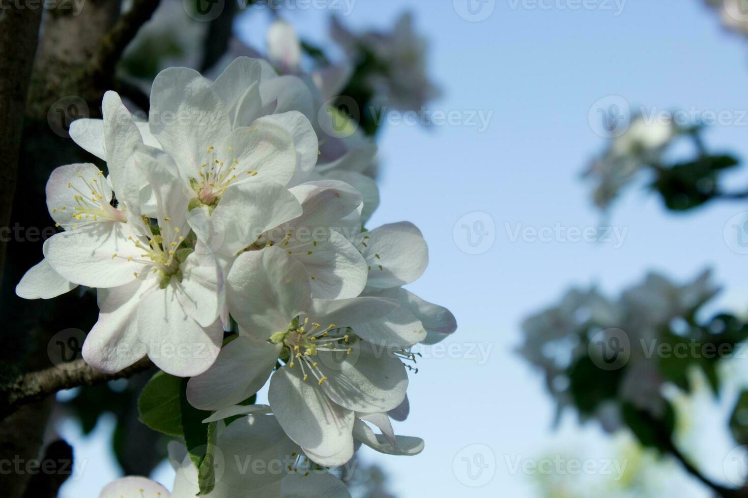 Pink and white apple blossom flowers on tree in springtime photo