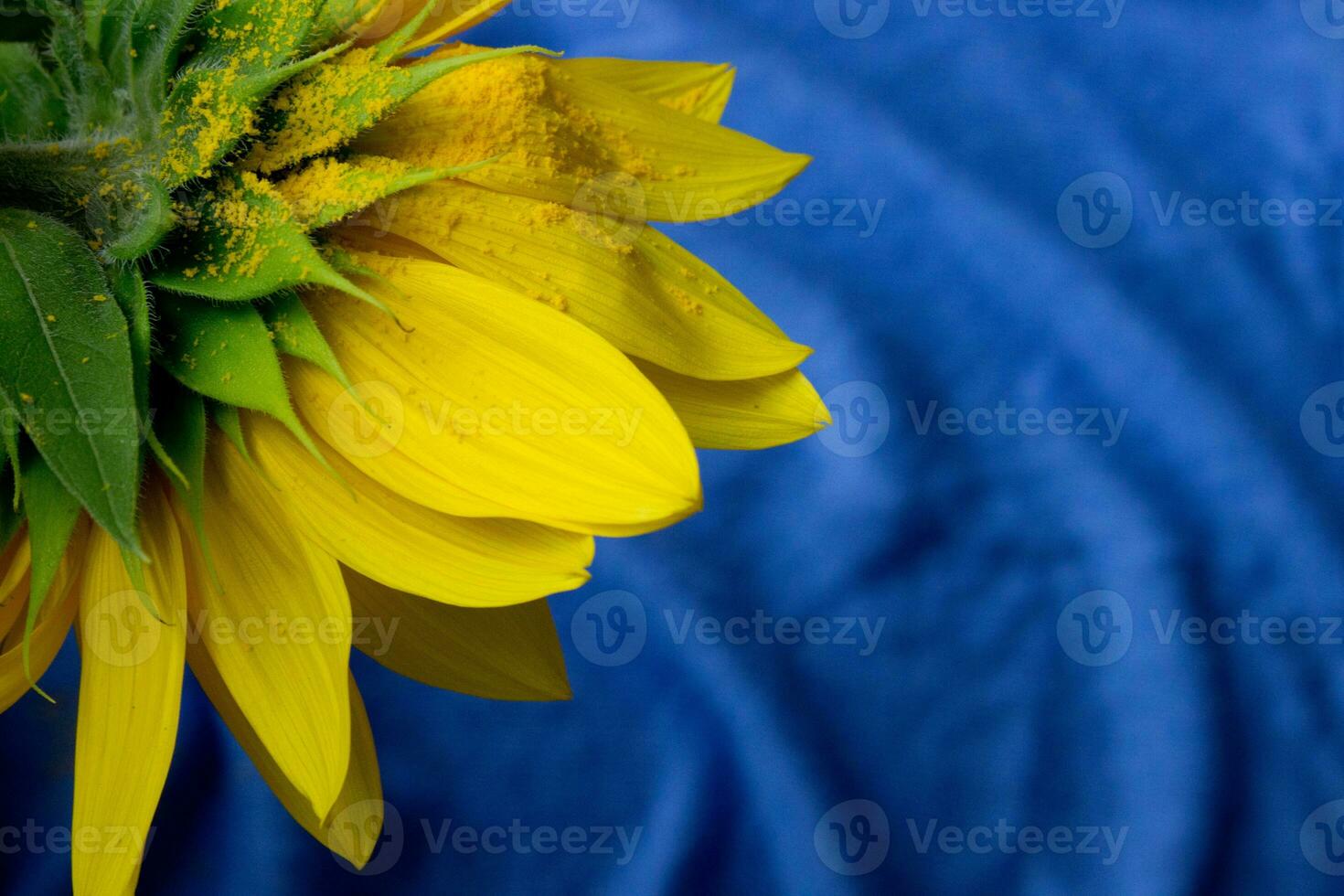 Beautiful sunflower close up,sunflower on blue background,ukrainian symbol,print for postcard,wallpaper,cover design,poster ,calendar,advertising,packaging,greeting card,yellow flower. photo