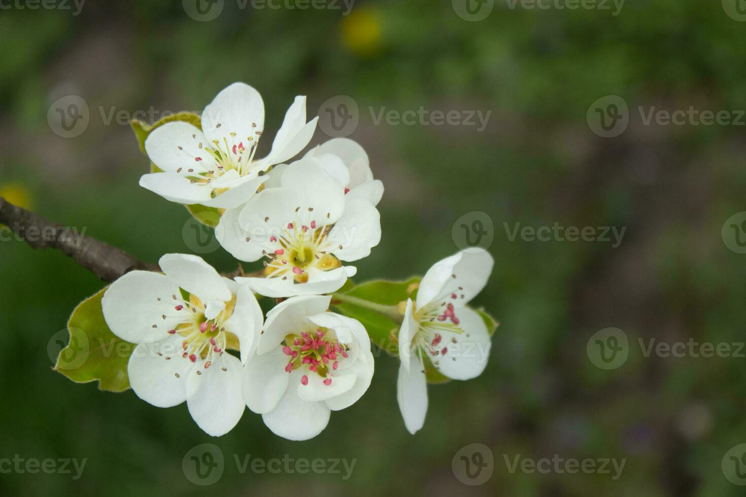 pear tree branch with white blooming flowers close up, floral postcard, spring sunny day image, european garden in the morning, photo for printing on calendar,cover,wallpaper, white delicate flowers