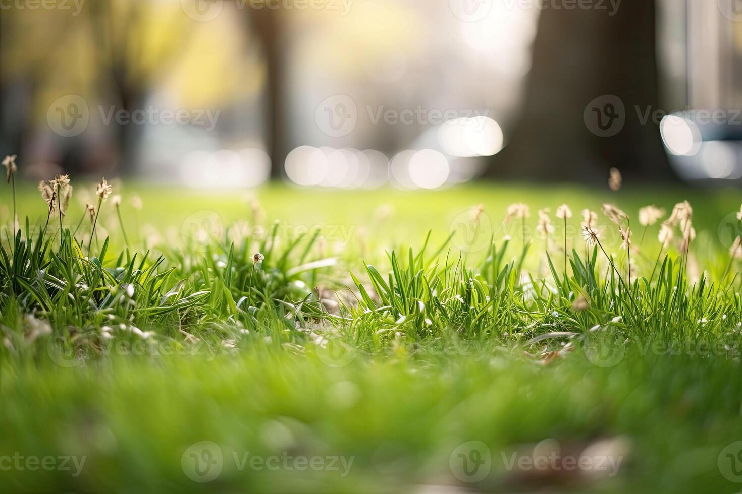 Neatly trimmed lawn on blurred spring background. Ground level view. photo