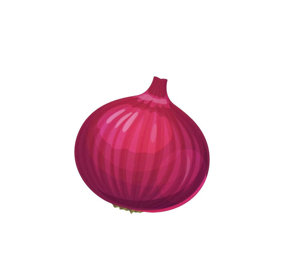 Isolated raw red onion, purple shallot bulb vector