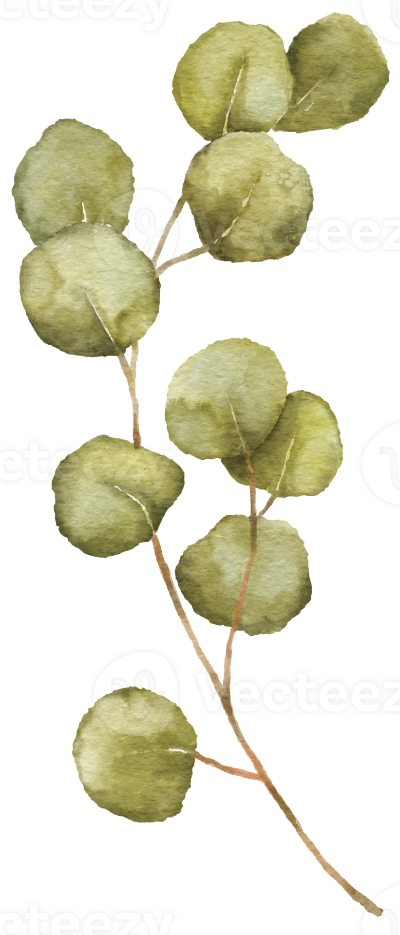 Free Watercolor Eucaliptus branch drawing. Hand drawn illustration with