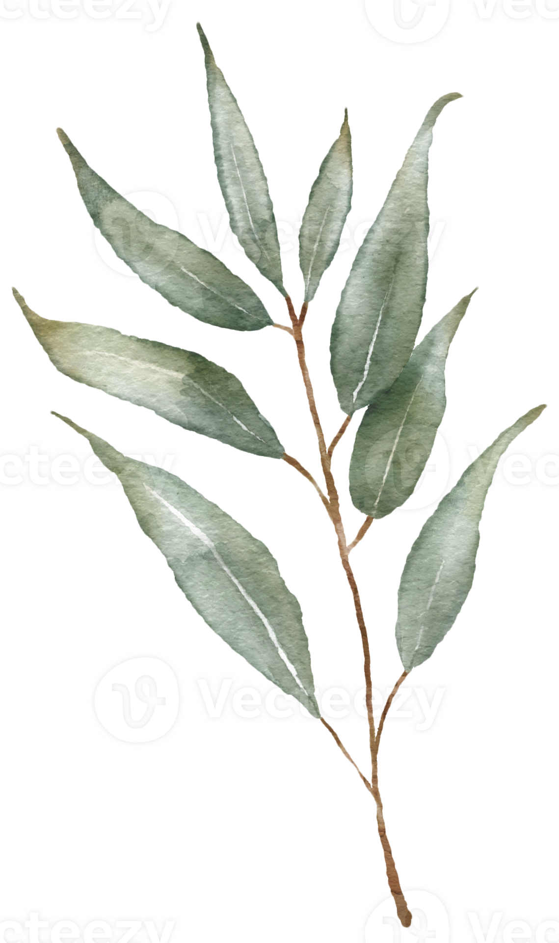 Watercolor Eucaliptus branch drawing. Hand drawn illustration with