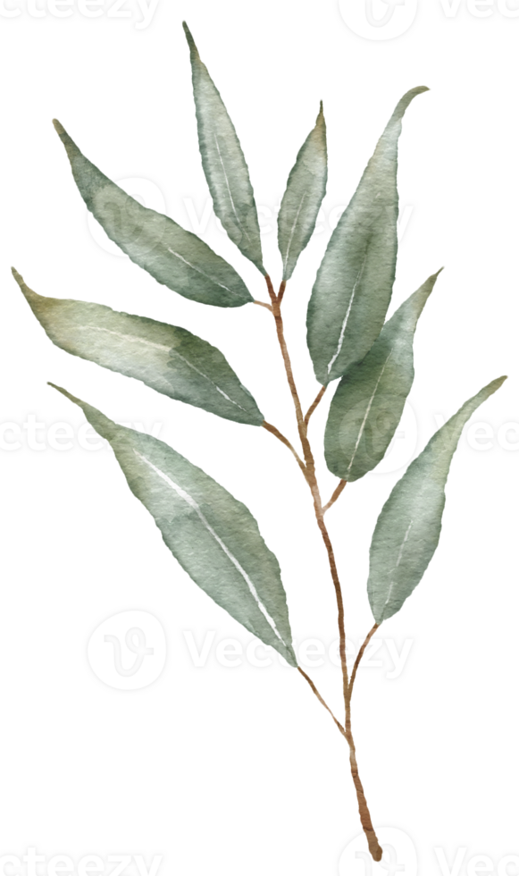 vattenfärg eukaliptus gren teckning. hand dragen illustration med eukalyptus löv. blommig ört- bild av grön växt. png