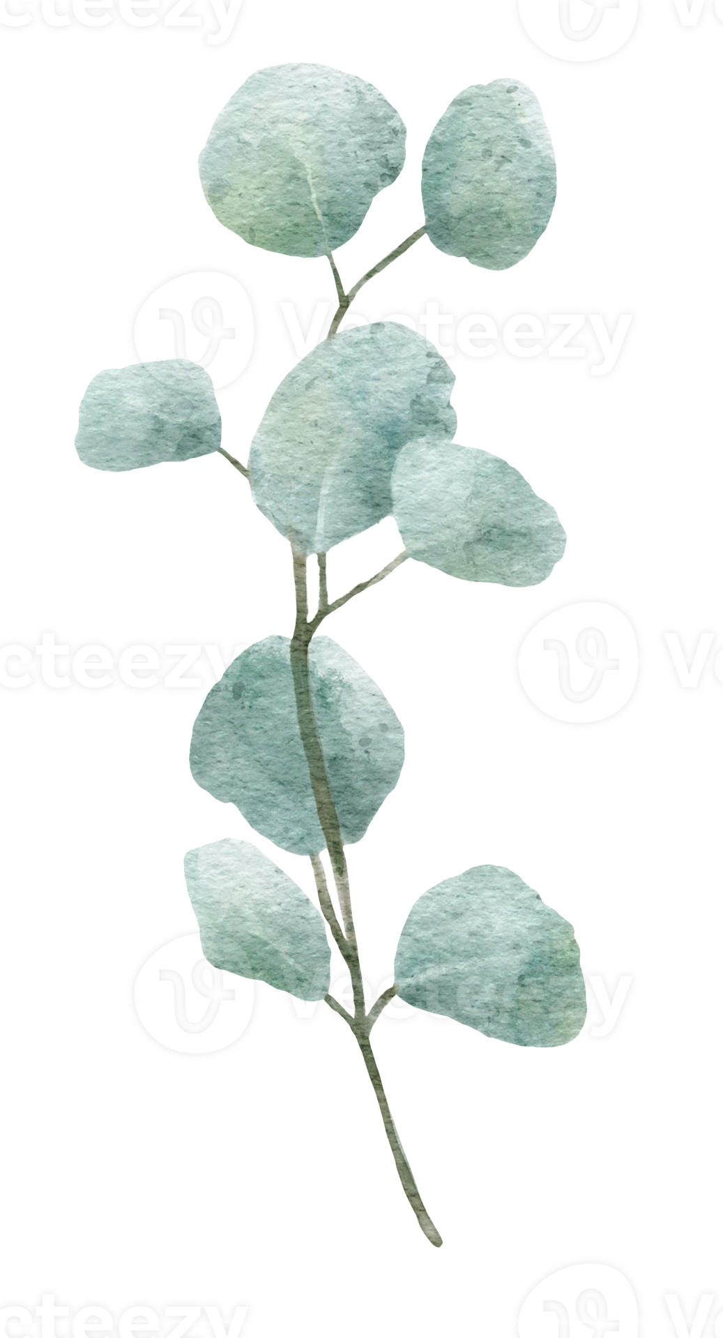 Watercolor Eucaliptus branch drawing. Hand drawn illustration with