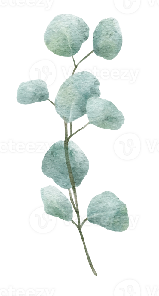 Watercolor Eucaliptus branch drawing. Hand drawn illustration with eucalyptus leaves. Floral herbal image of green plant. png