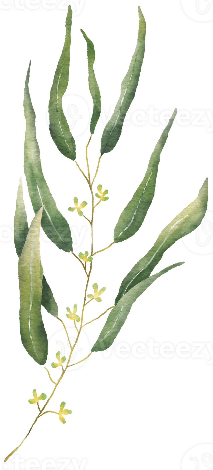 Free Watercolor Eucaliptus branch drawing. Hand drawn illustration with