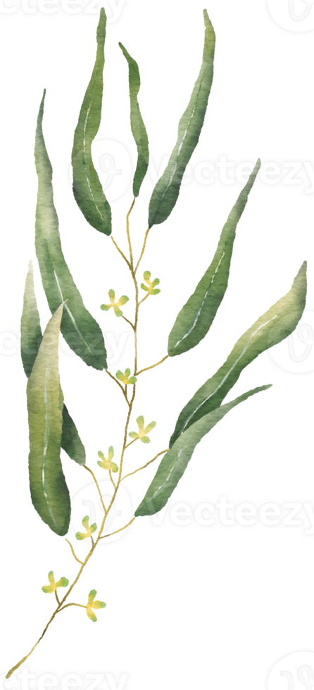 Watercolor Eucaliptus branch drawing. Hand drawn illustration with eucalyptus leaves. Floral herbal image of green plant. png