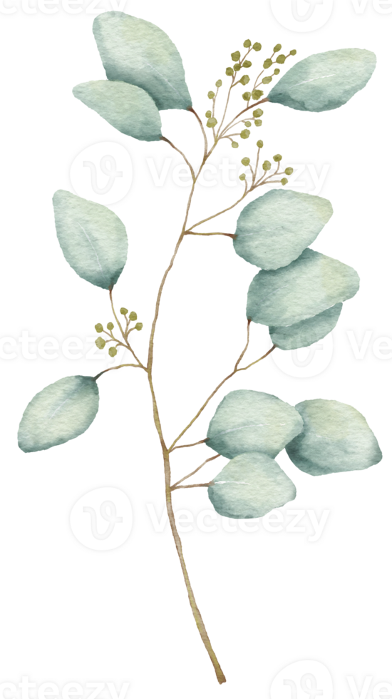 Watercolor Eucaliptus branch drawing. Hand drawn illustration with eucalyptus leaves isolated. Floral herbal image of green plant. png