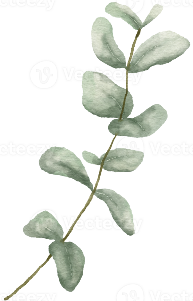 Watercolor Eucaliptus branch drawing. Hand drawn illustration with