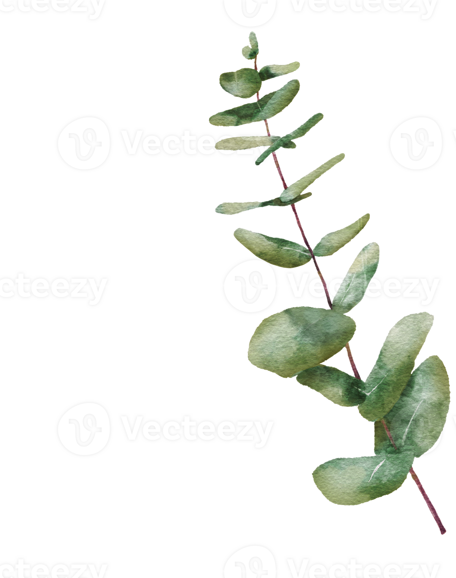 Watercolor Eucaliptus branch drawing. Hand drawn illustration with