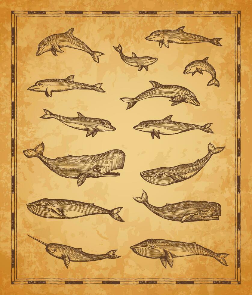 Clásico mapa elementos, ballena y esperma ballena peces vector