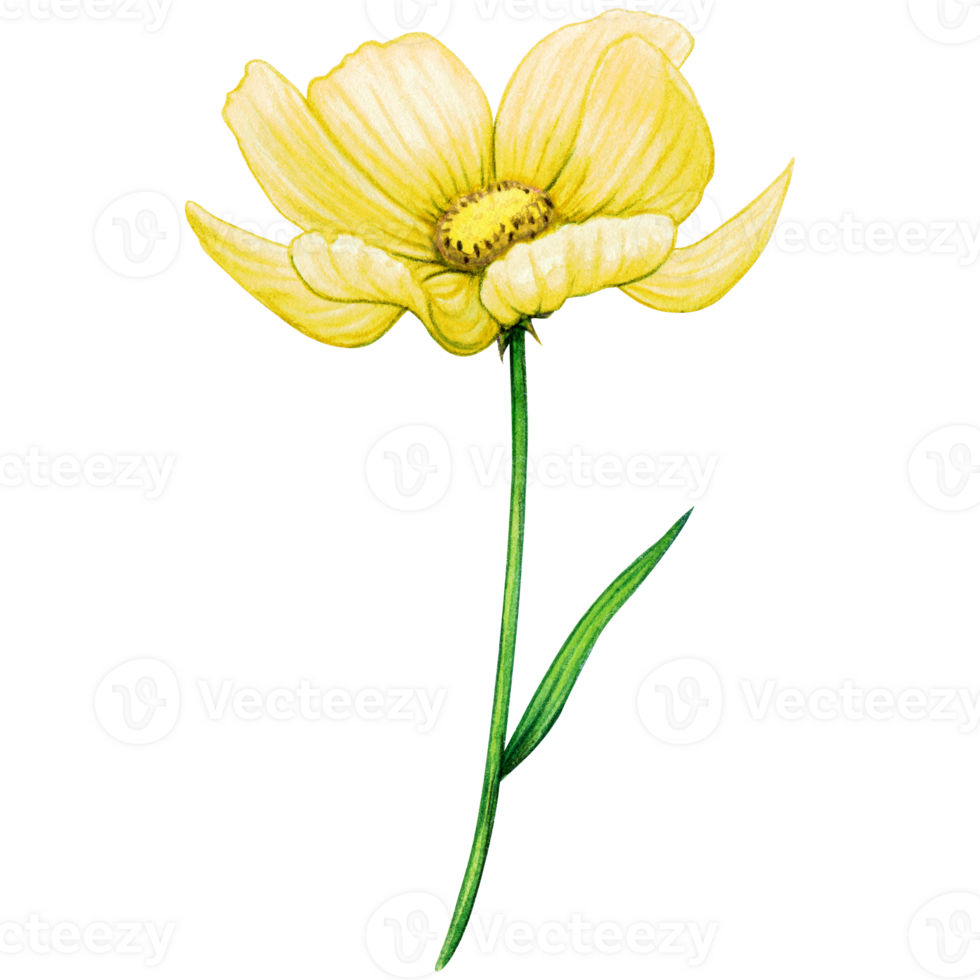 Watercolor yellow wild flower png