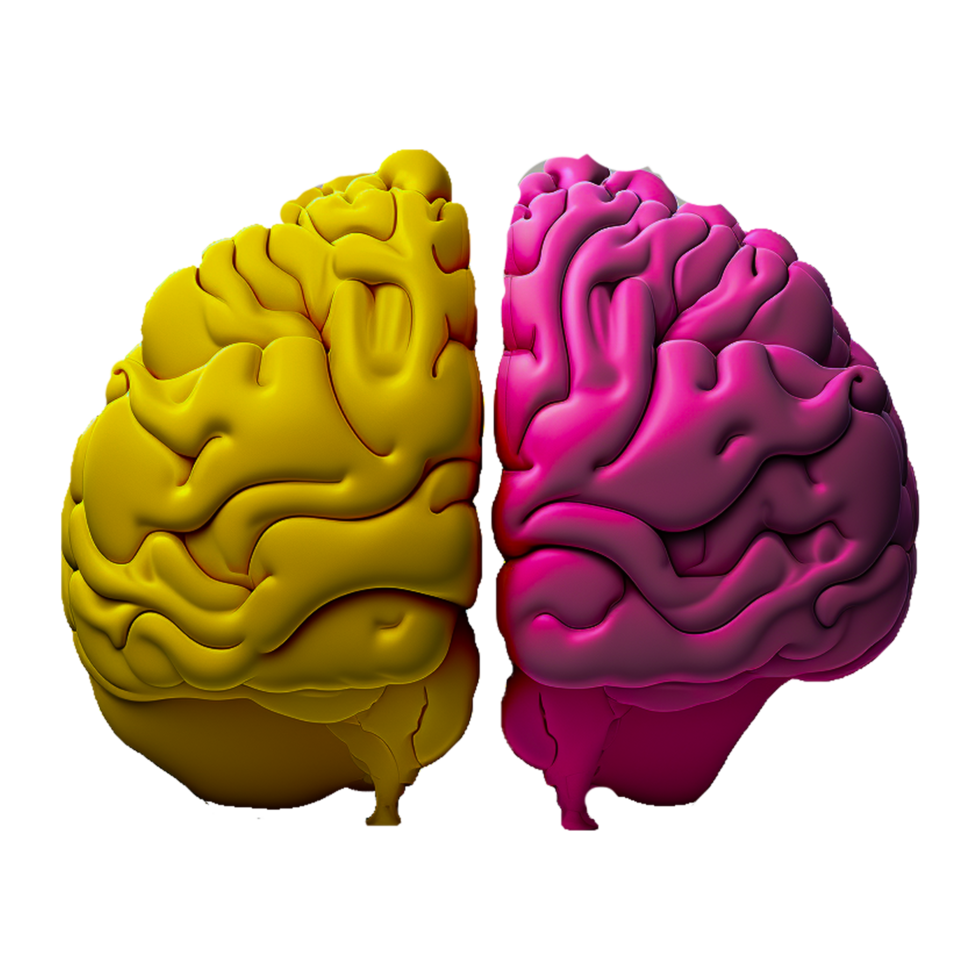 humano cerebro en dos color png