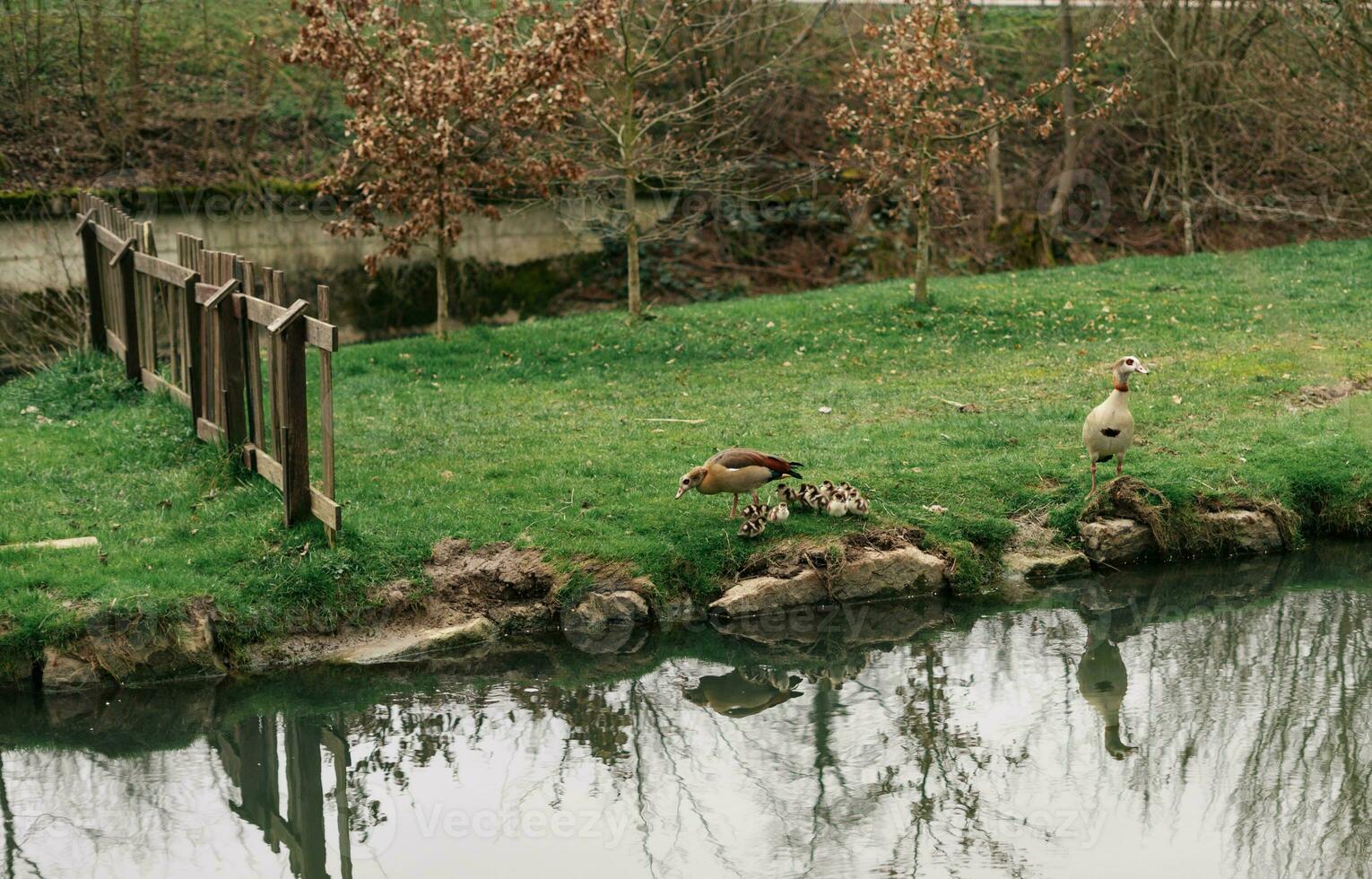 The Egyptian goose, Alopochen aegyptiaca, with 12 goslings in Germany photo