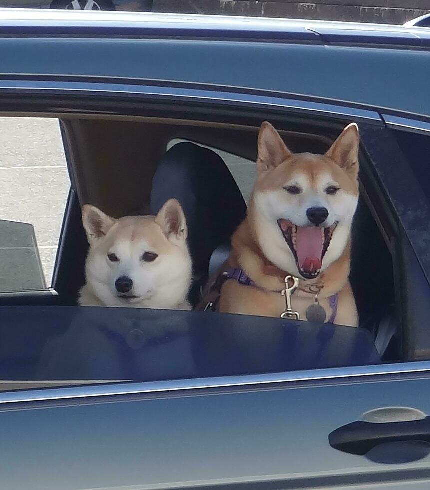 Shiba Inu Girls photo