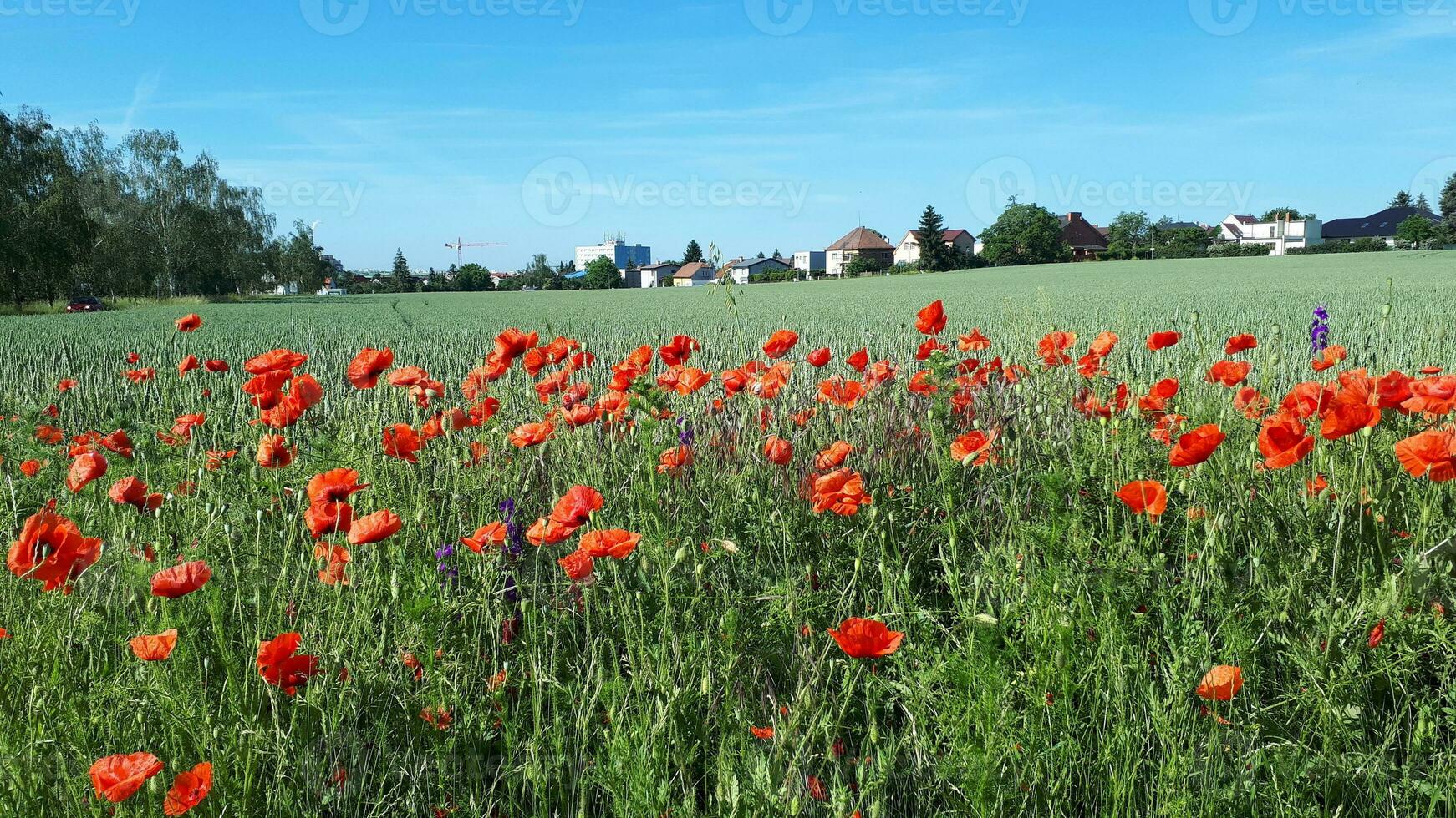 Country landscape. Poppy field with red poppies on the background of village houses. photo