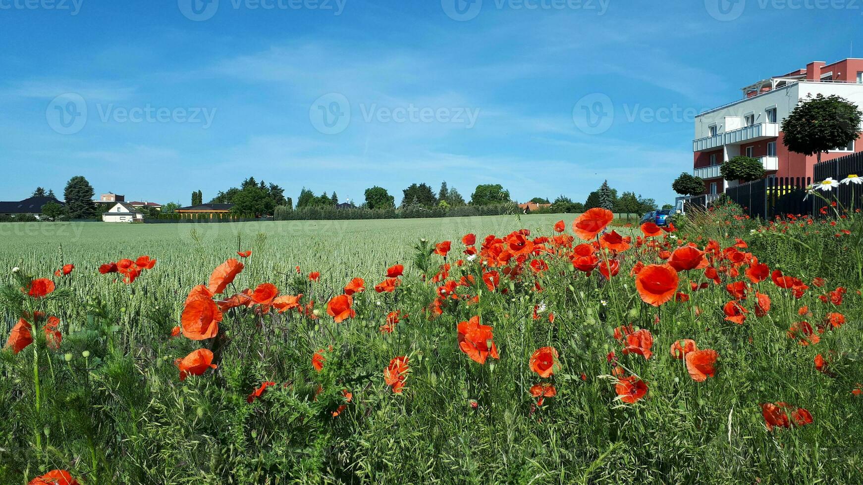 Country landscape. Poppy field with red poppies on the background of village houses. photo