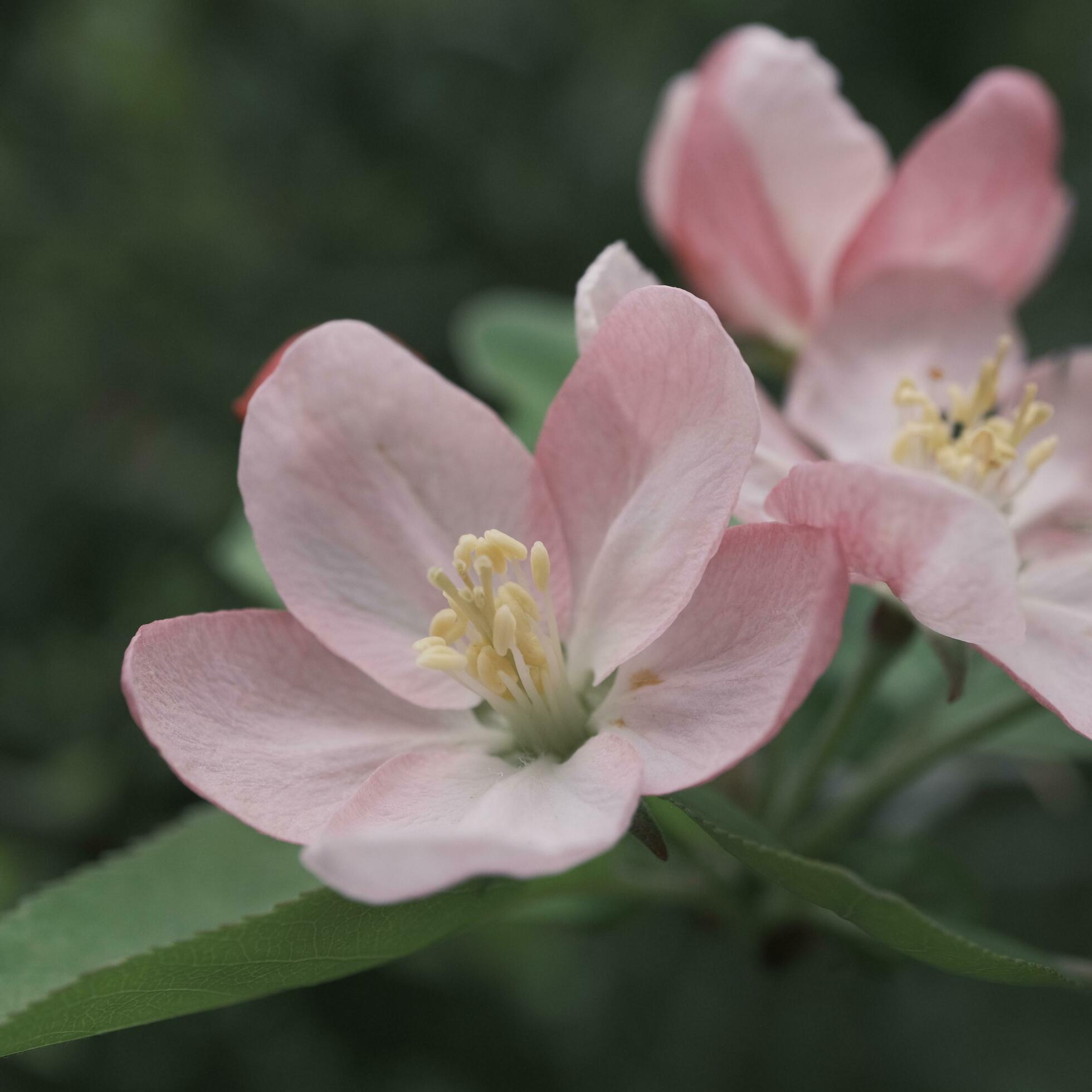 A bouquet of malus micromalus flowers 23508279 Stock Photo at Vecteezy