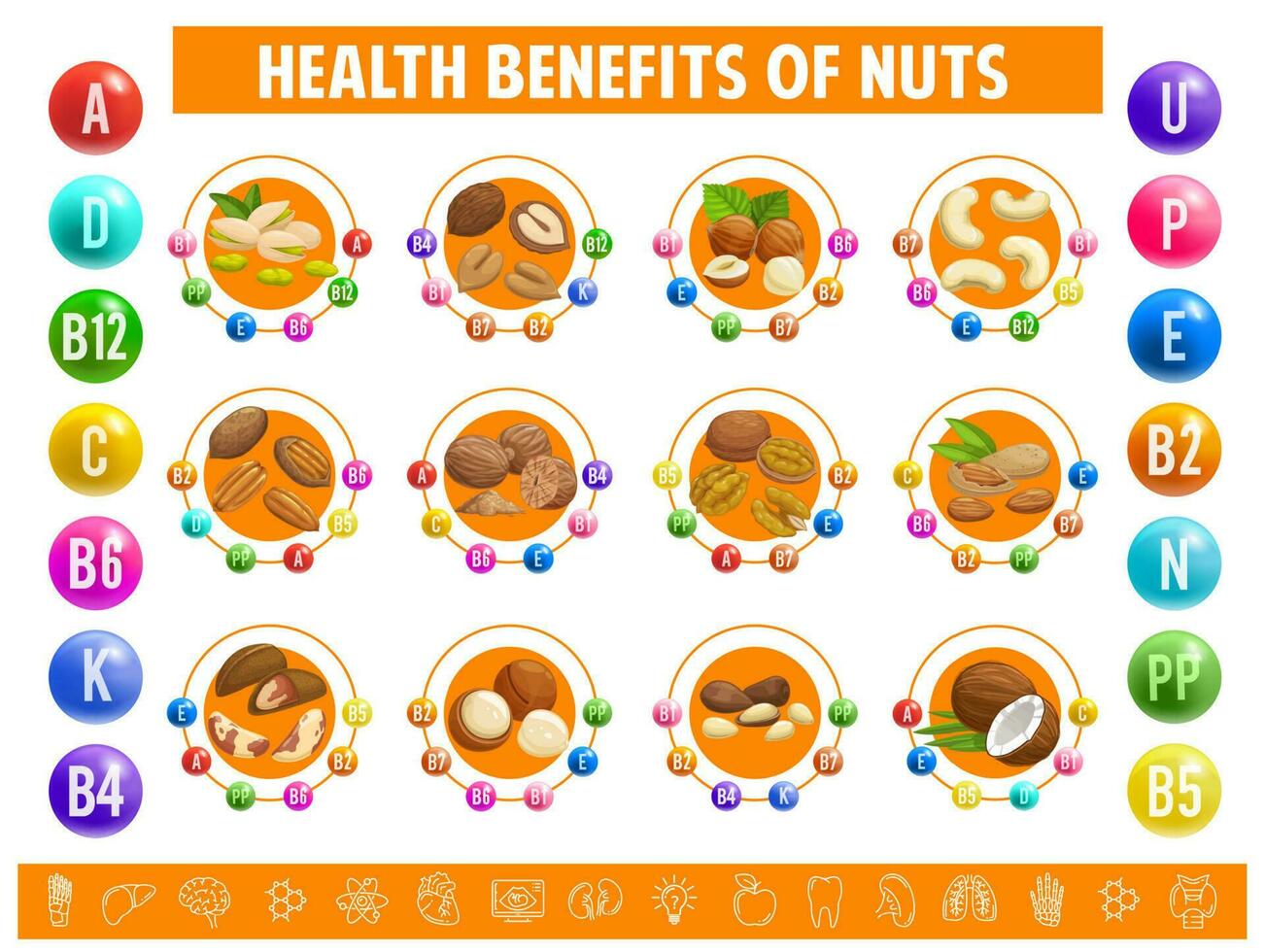 Nuts chart table content of vitamins and minerals 23510287 Vector Art
