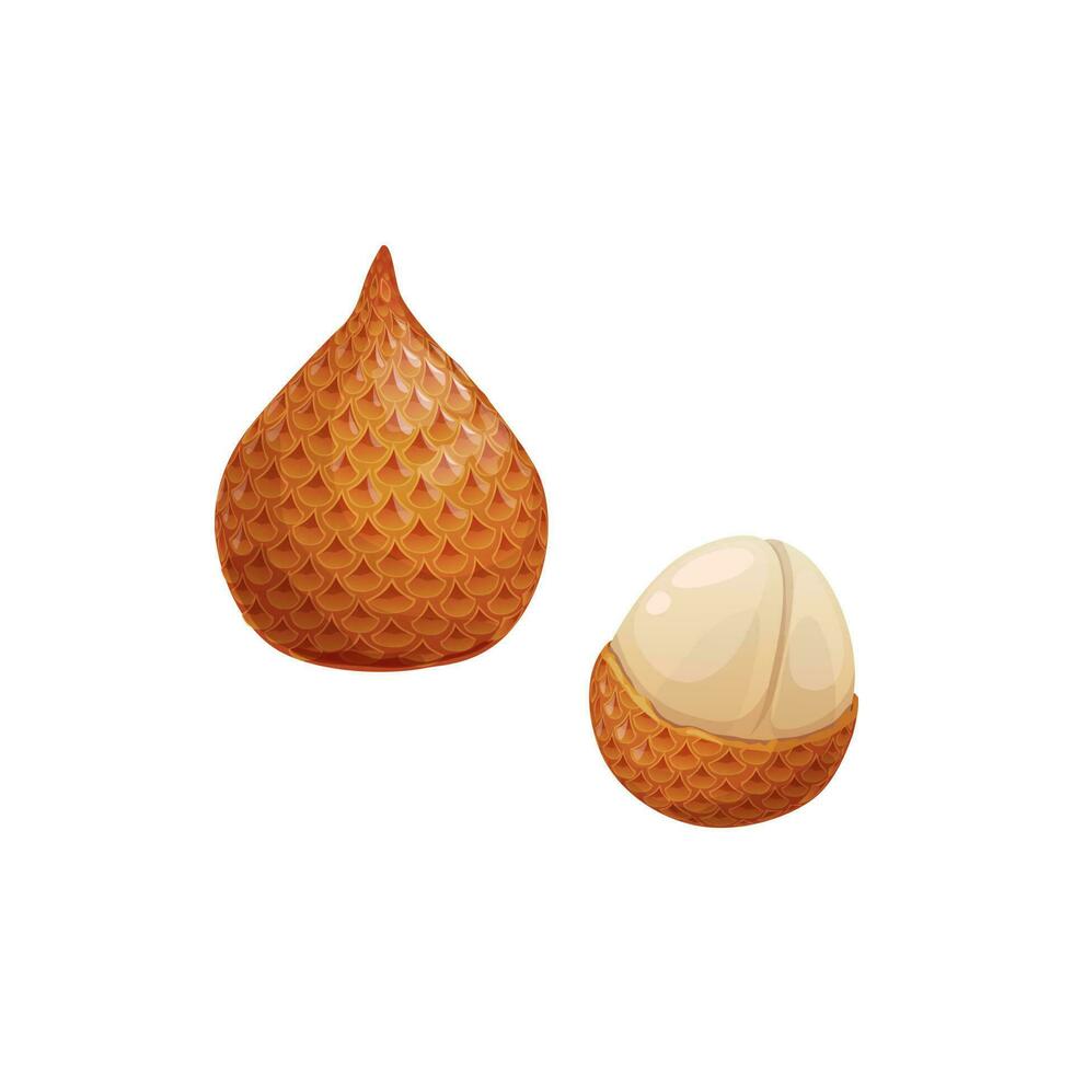 Exotic tropical fruit salak whole peeled isolated vector