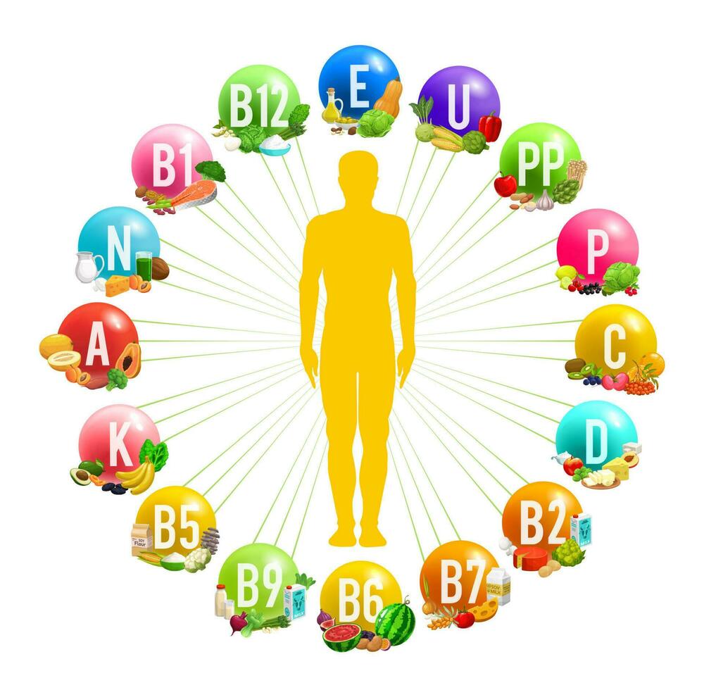 Circle infographics with human body and vitamins vector