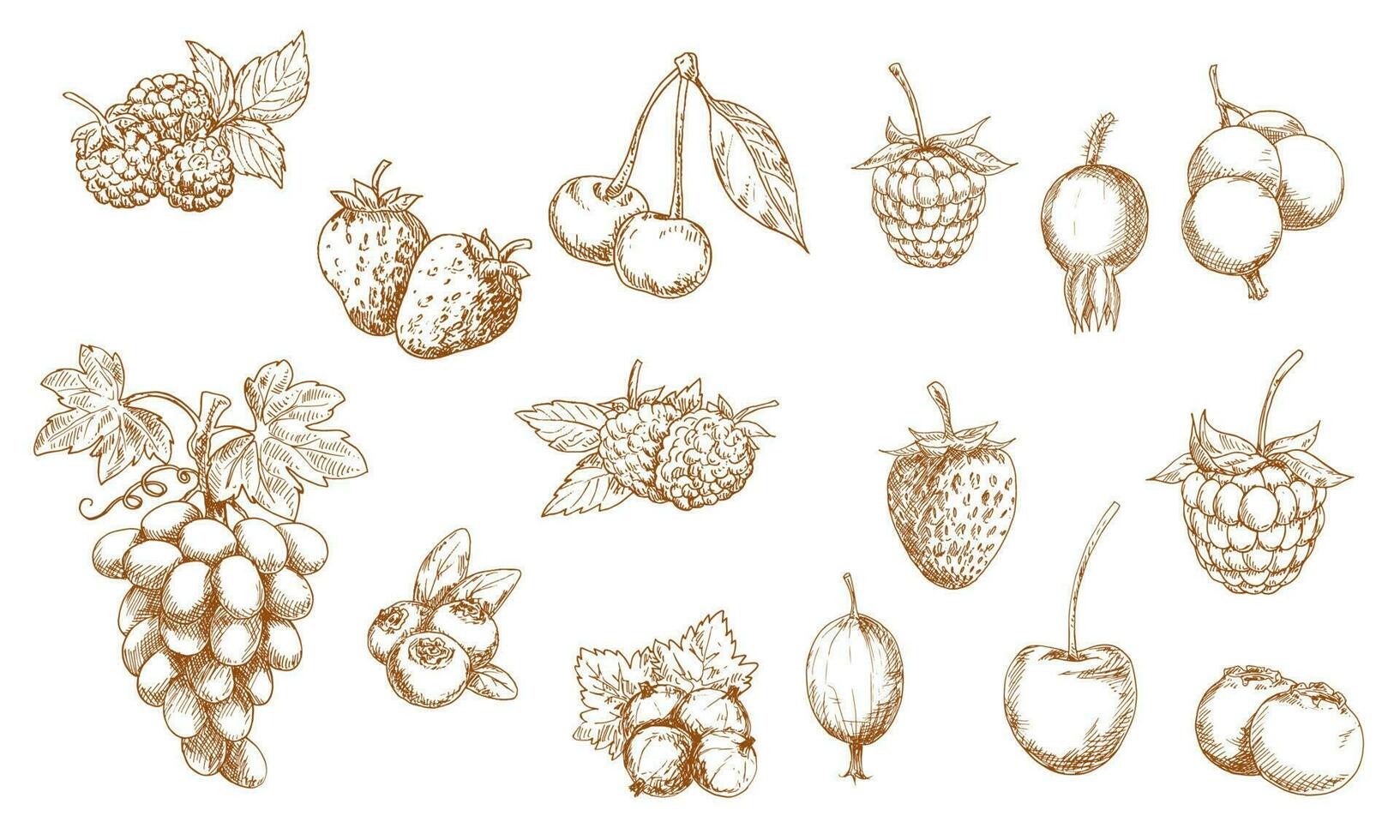 bayas y frutas aislado vector bocetos