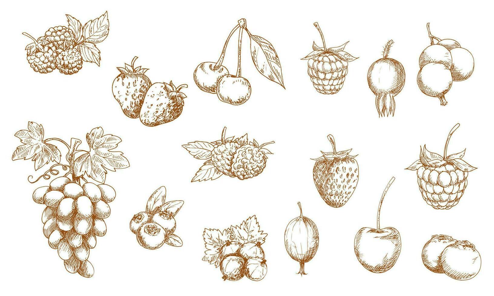 Berries and fruits isolated vector sketches
