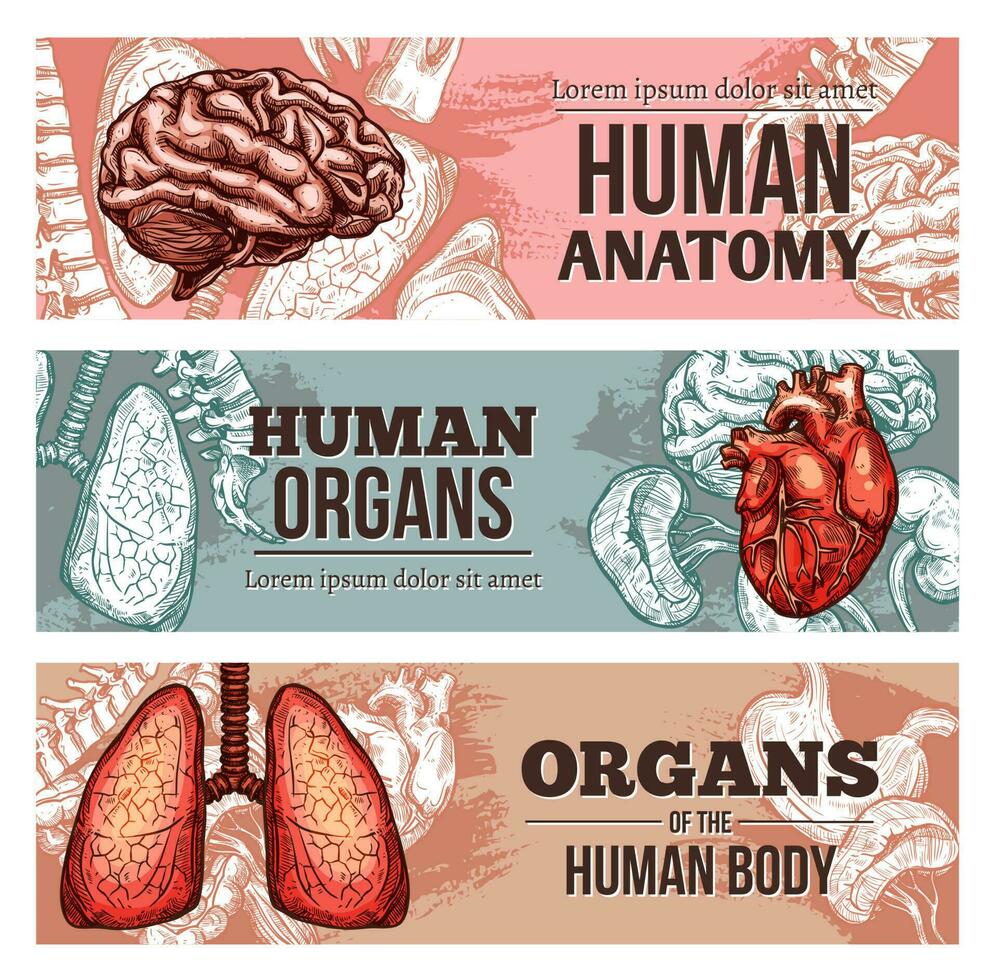 Human body organ banners, sketch internal parts vector