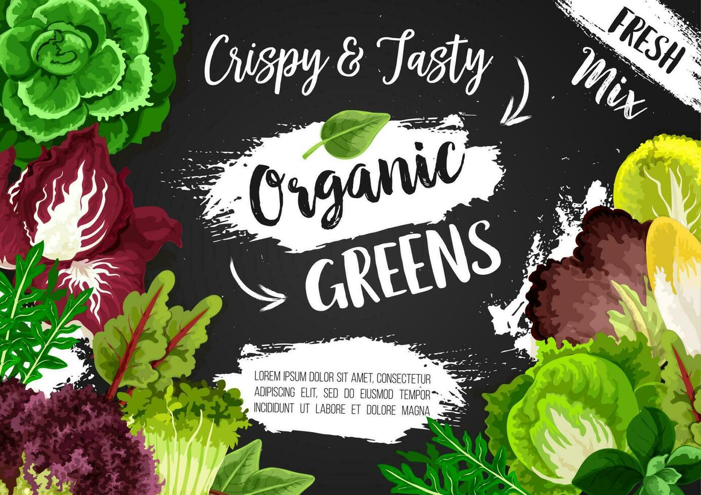 Vegetable green salads and veggie lettuces vector