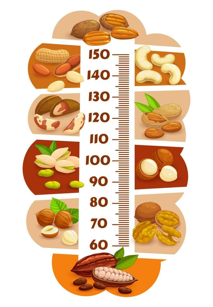Height chart, kids growth ruler with cartoon nuts vector