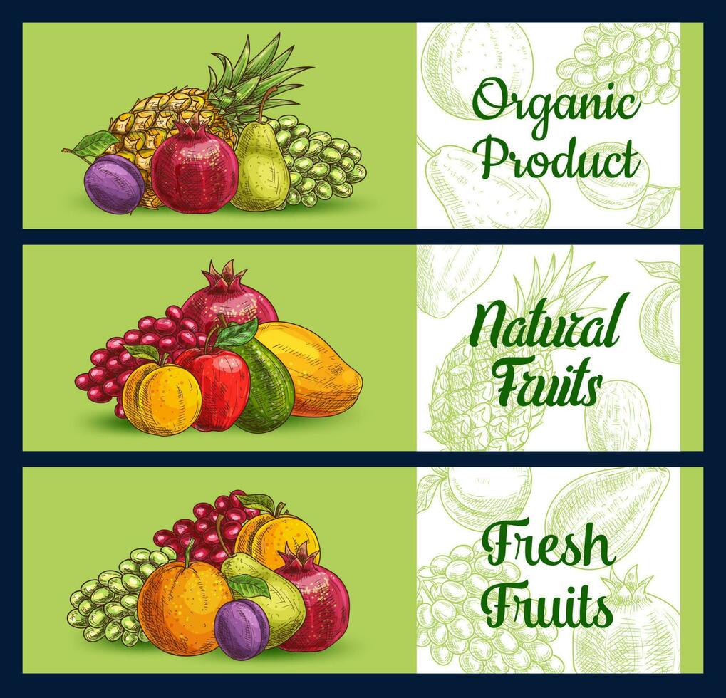 Tropical fruits banners sketch, farm market food vector