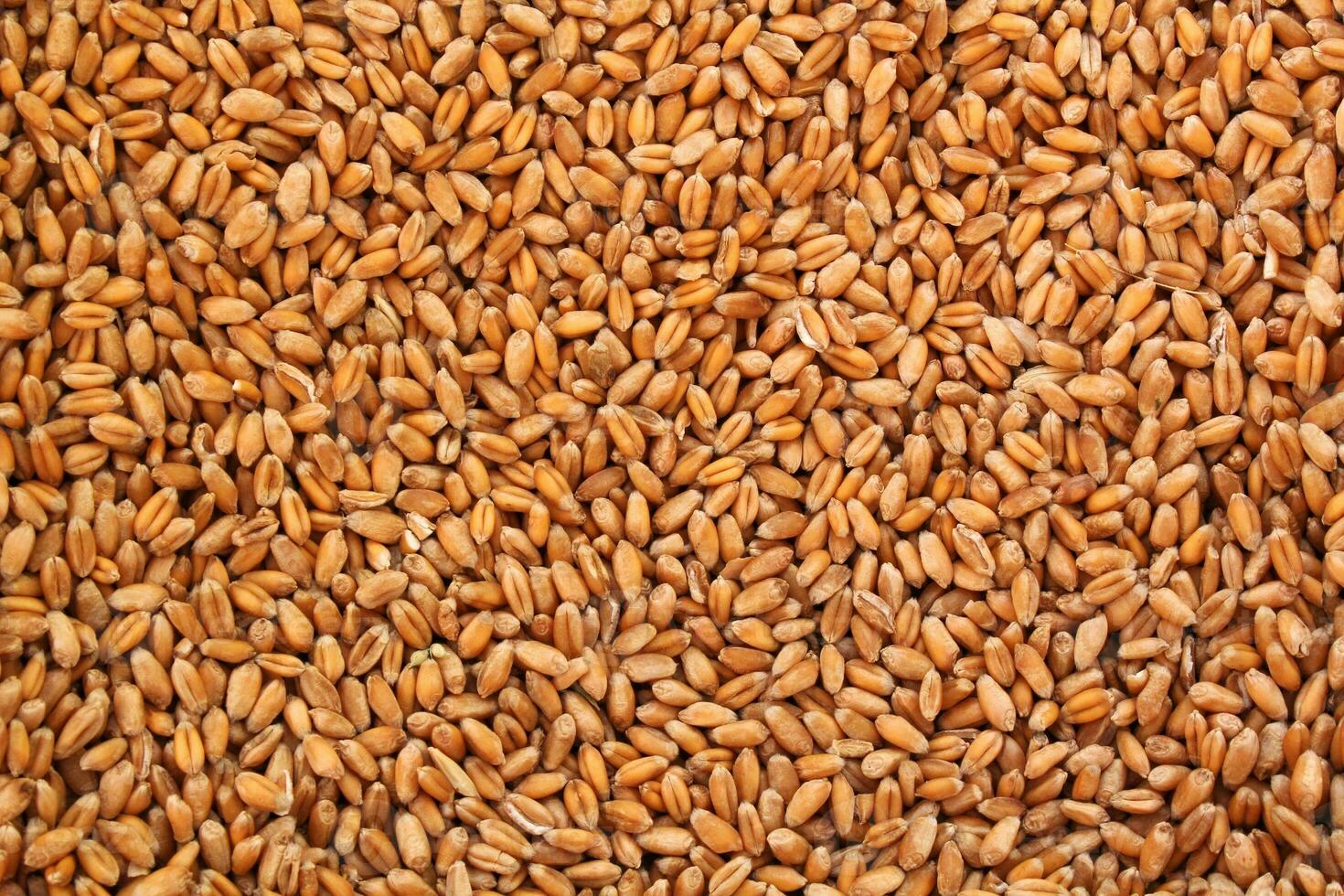 Whole golden wheat grain kernels background. Harvesting season concept. Textured design effect. Rural farm scene. Agricultural organic backdrop. Close up, top view photo