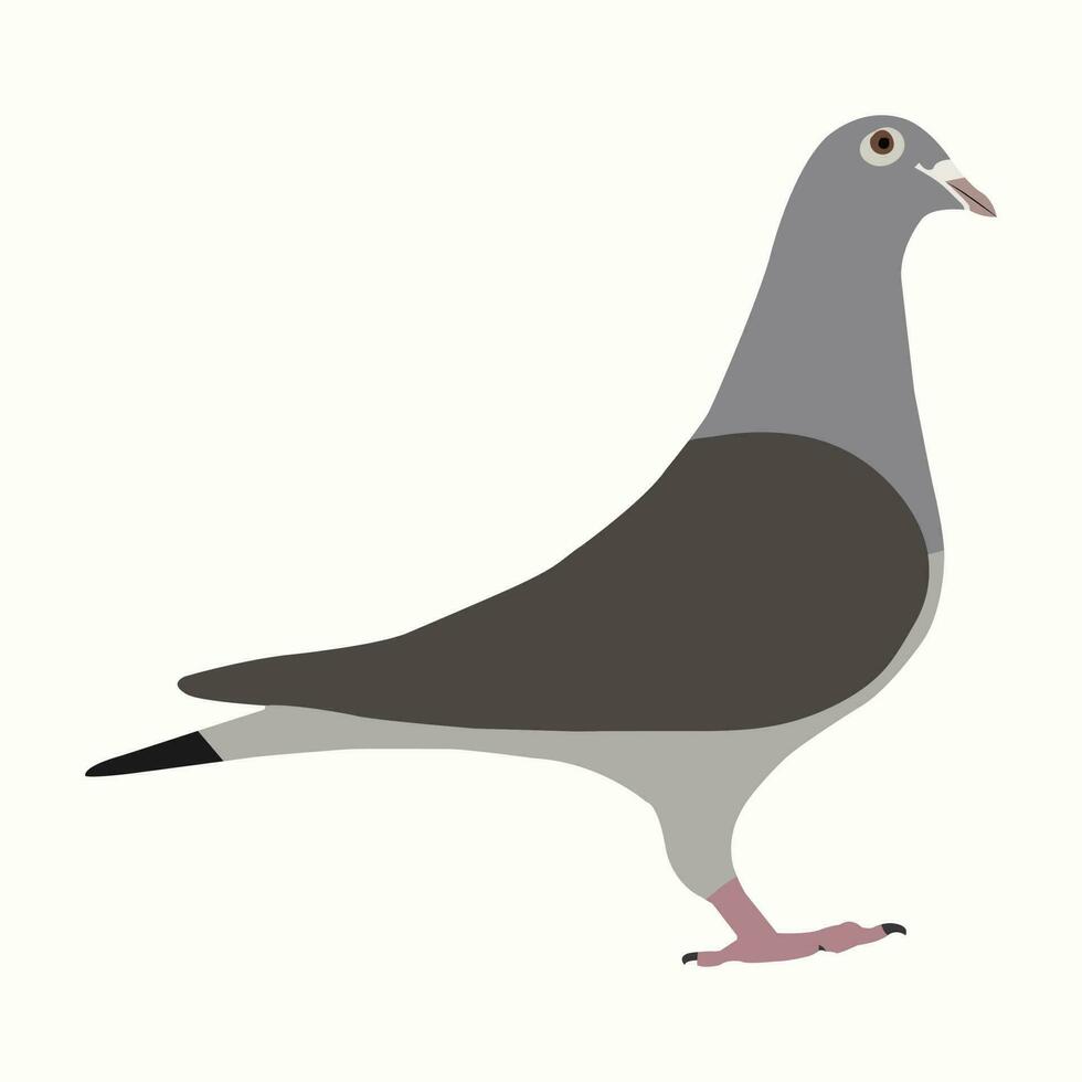 A beautiful domestic pigeon bird vector art work.
