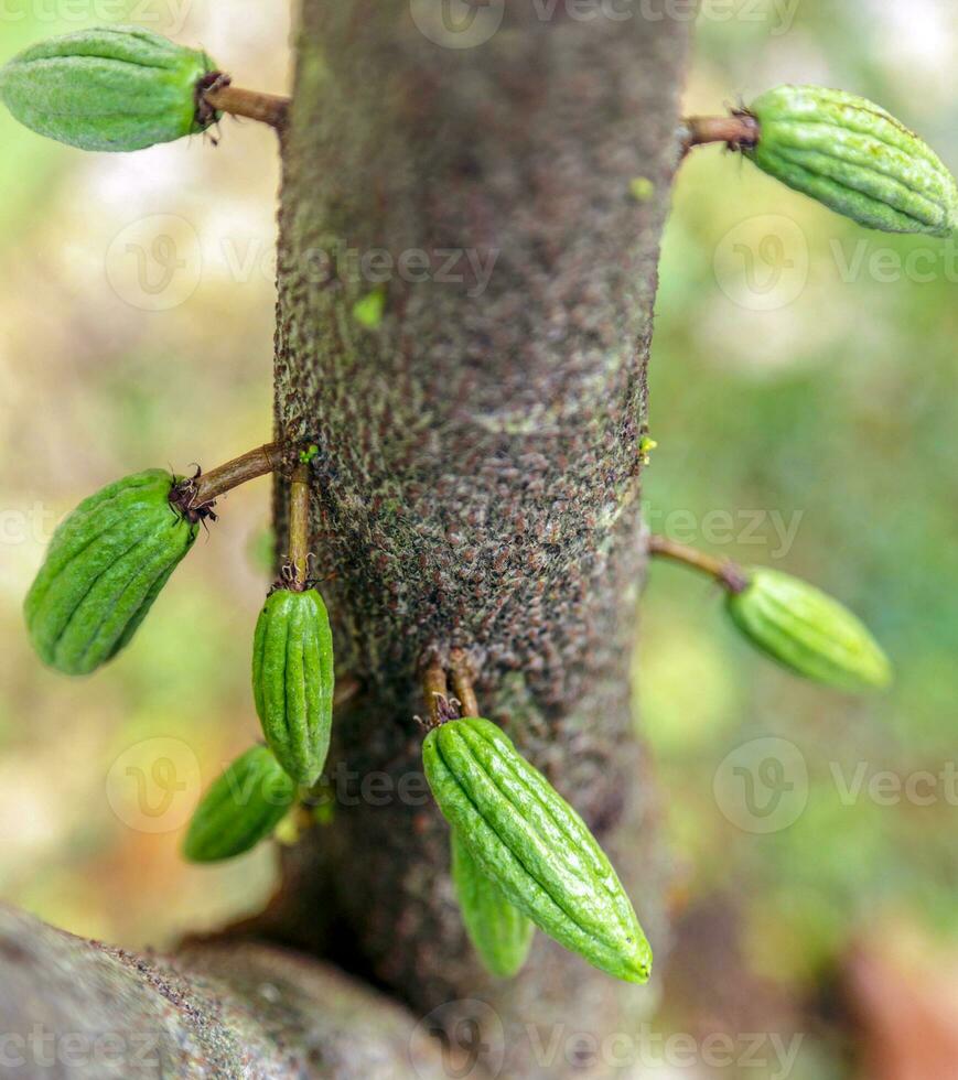 cosecha de pequeñas vainas de cacao verde crudo. cultivo de frutos de cacao colgando de un árbol de cacao foto