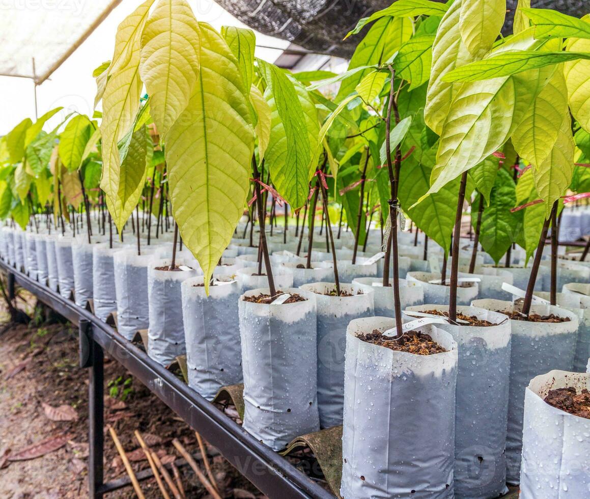 Seedlings of cocoa trees in the nursery to prepare for planting photo