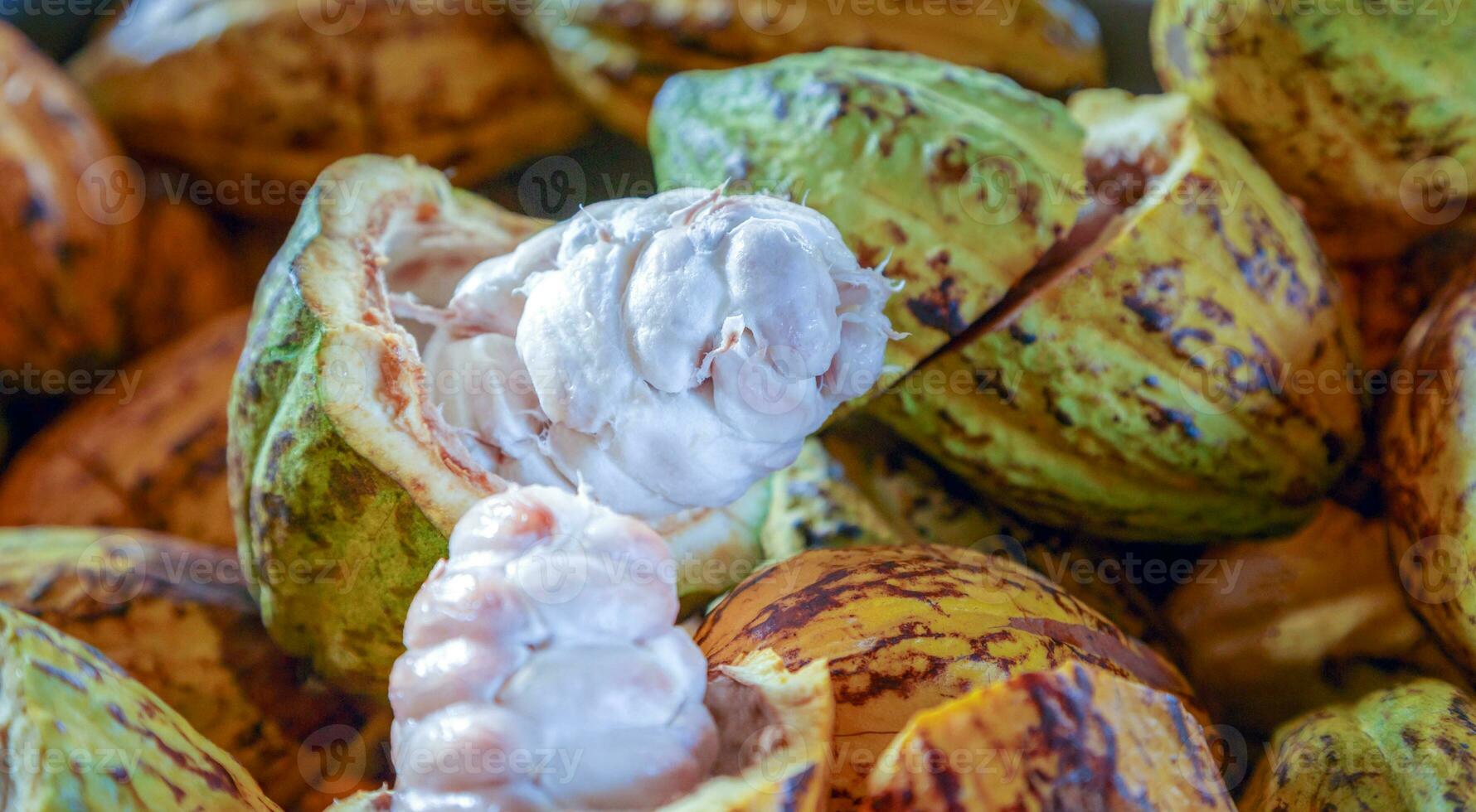 Cut in half ripe cacao pods or yellow cacao fruit Harvest cocoa beans to send to the chocolate factory photo