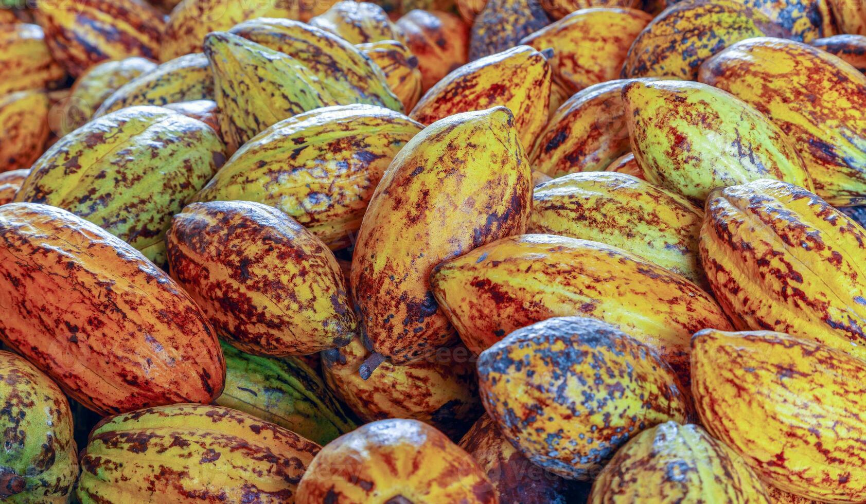 vainas de cacao maduras o frutos de cacao amarillo cosechan granos de cacao para enviar a la fábrica de chocolate foto