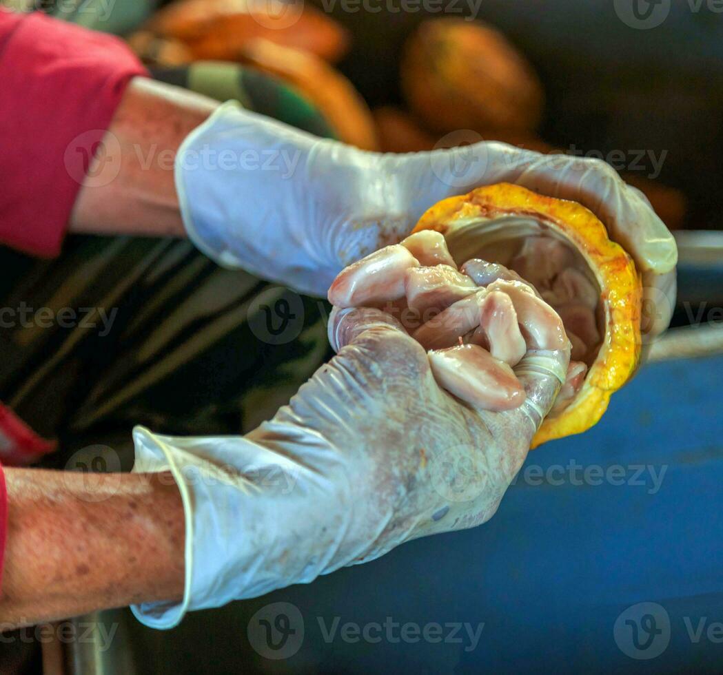 Close-up of a worker's hand cut ripe cacao pods or yellow cacao fruit Harvest cocoa seeds to send to the chocolate factory photo