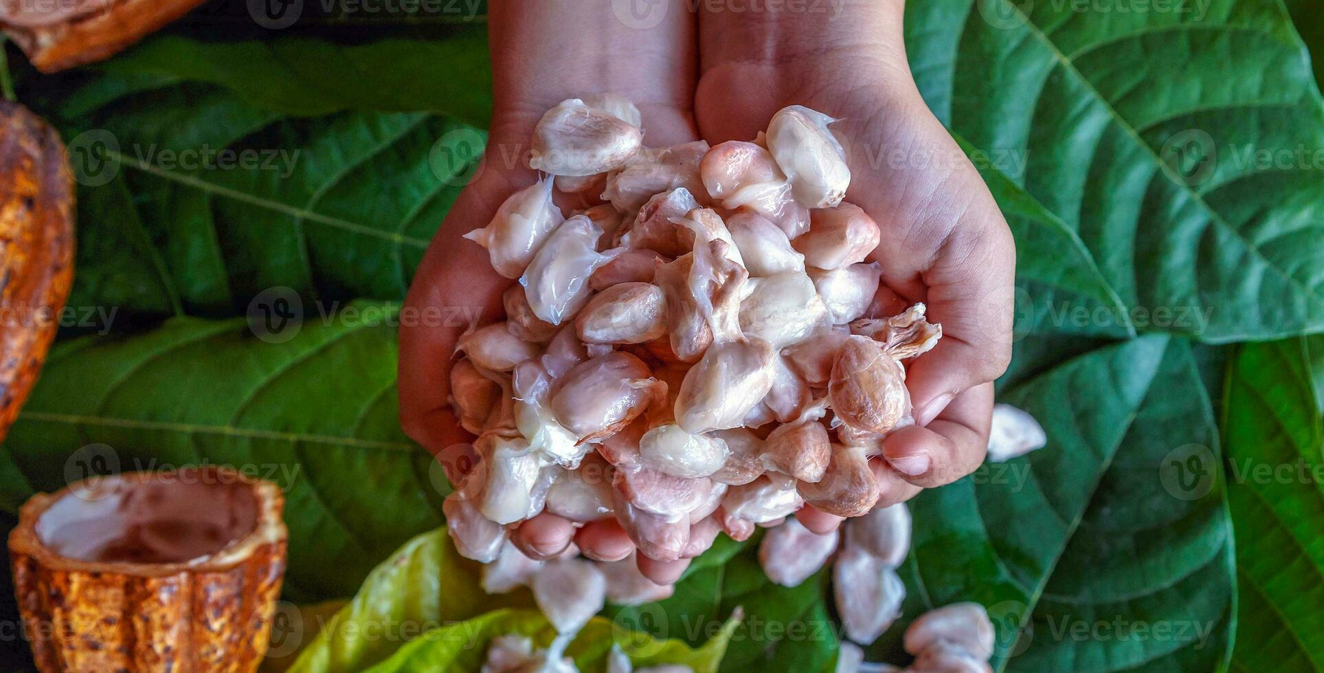 Top view of fresh white cocoa seed in the hands of farmers, raw material for making chocolate. photo