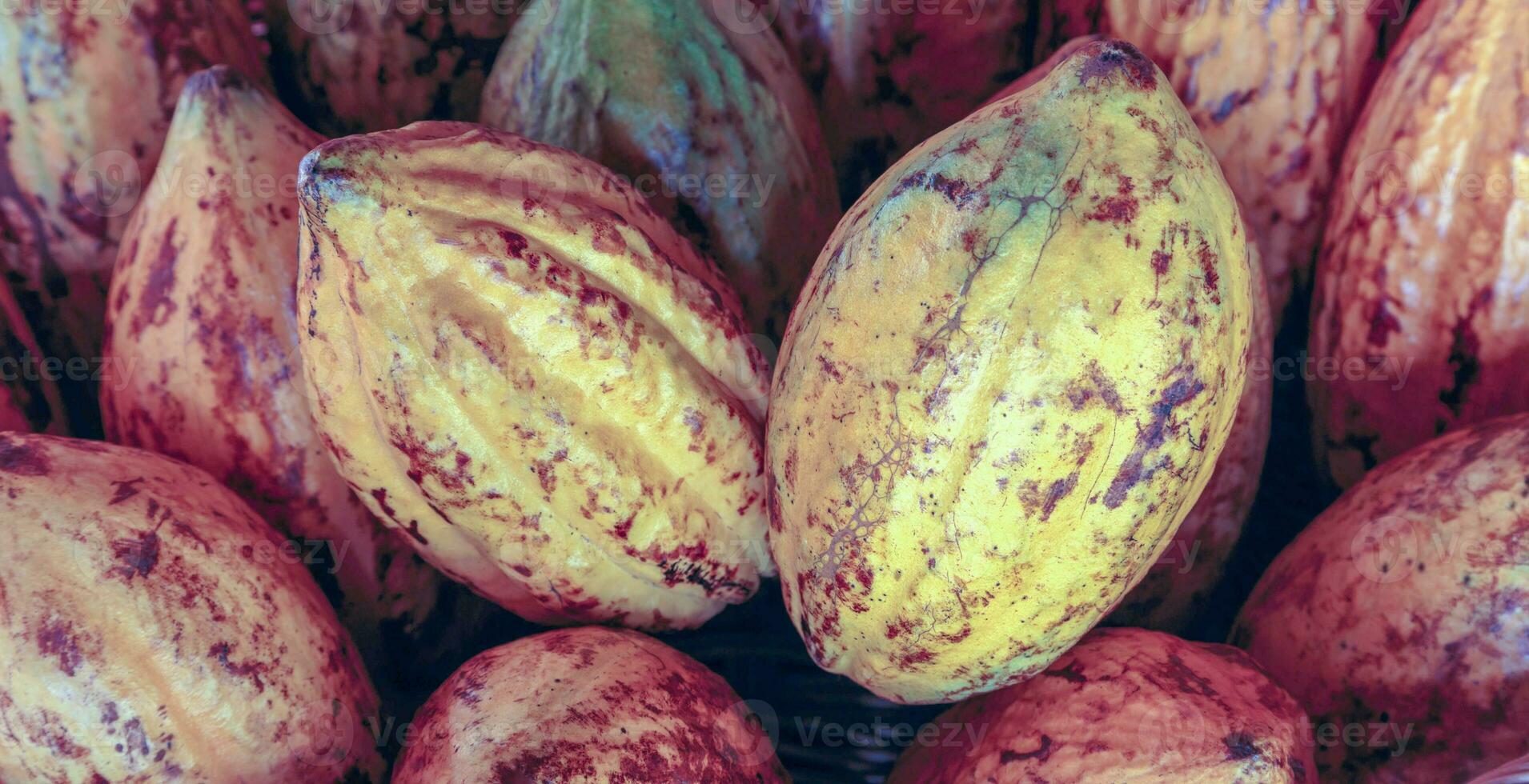 fruta fresca de cacao en una canasta foto