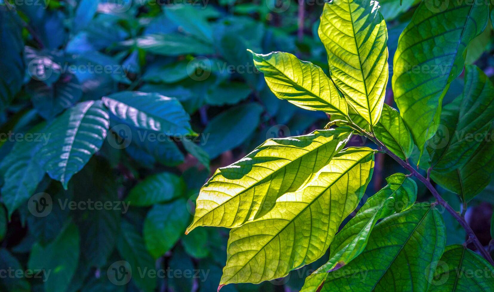 Leaf background of cocoa plant and sunlight photo