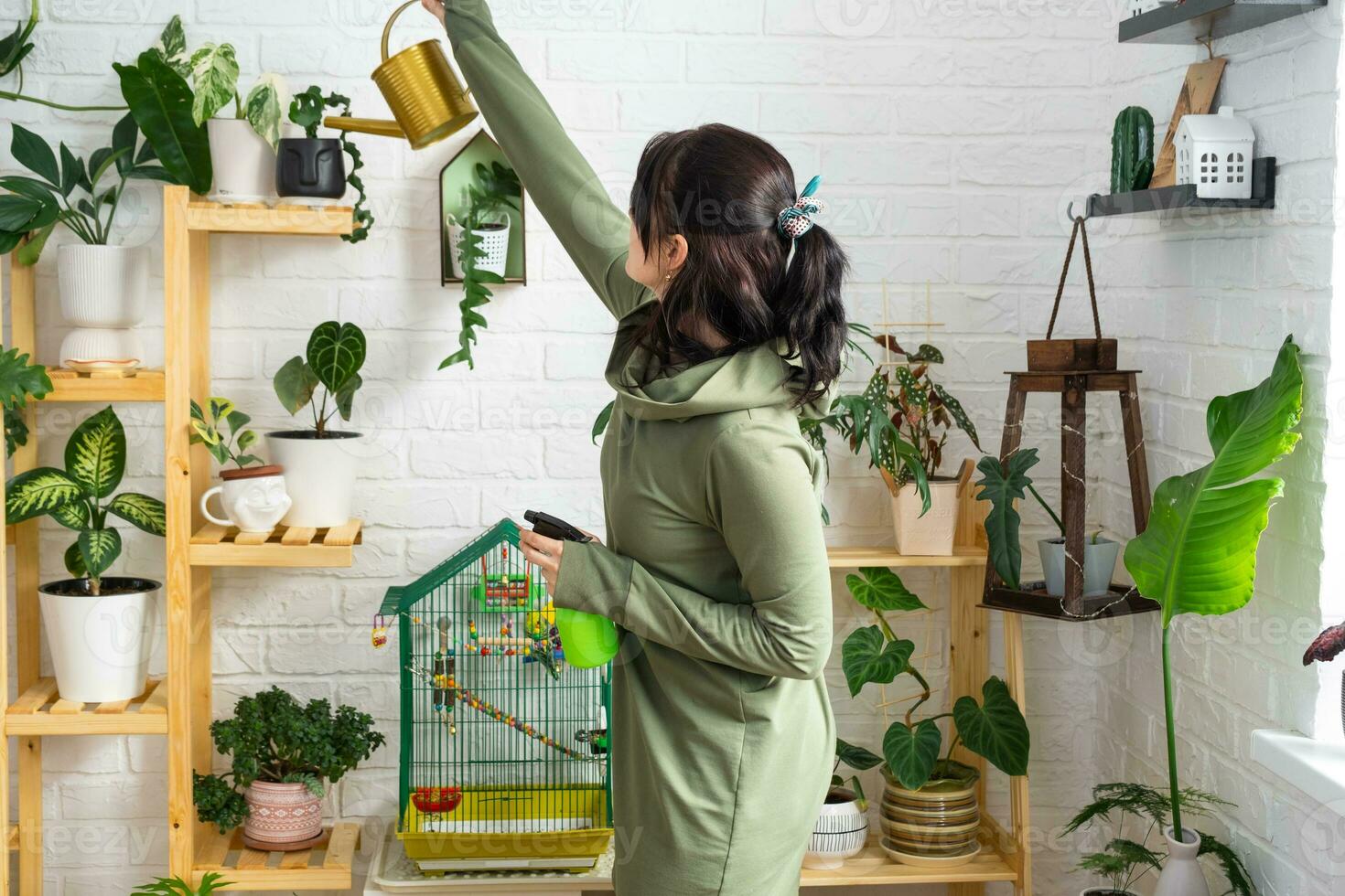 A woman waters home plants from her collection of rare species from a watering can, grown with love on shelves in the interior of the house. Home plant growing, green house, water balance photo