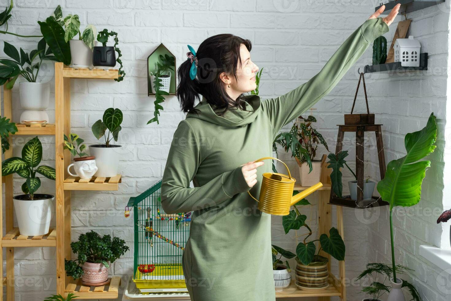 A woman waters home plants from her collection of rare species from a watering can, grown with love on shelves in the interior of the house. Home plant growing, green house, water balance photo