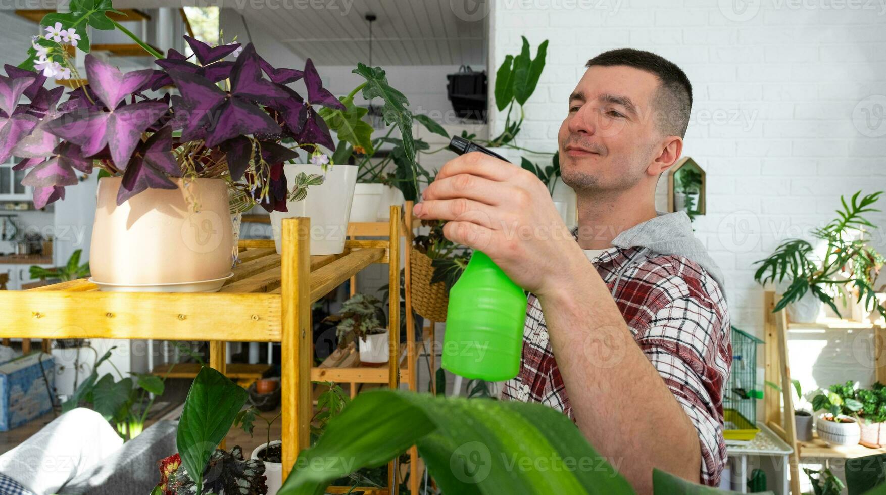 hombre aerosoles desde un rociar pistola hogar plantas desde su recopilación, crecido con amor en estantería en el interior de el casa. hogar planta creciente, verde casa, agua balance, humidificación foto