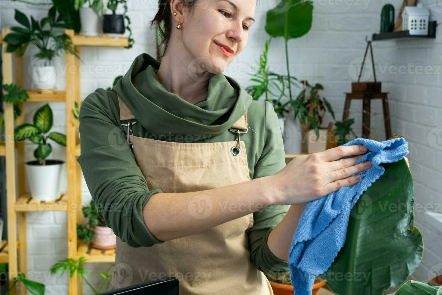 mujer toallitas el polvo con un trapo desde el hojas de hogar en conserva plantas, crecido con amor en estantería en el interior de el casa. hogar planta creciente, verde casa, pureza y salud de plantas. foto