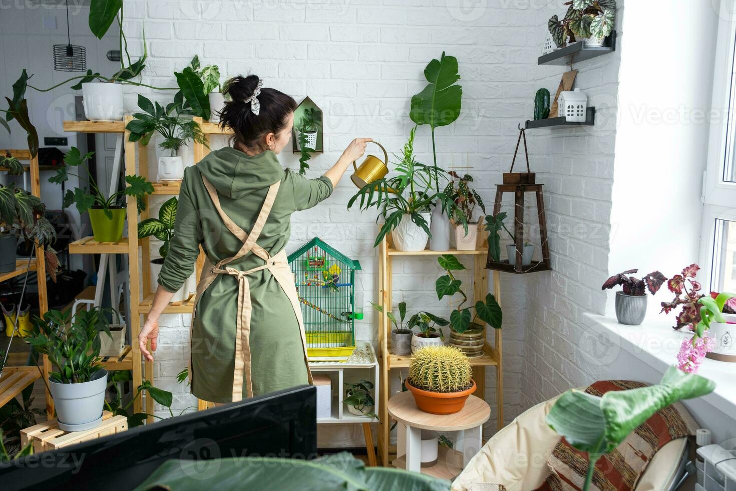 A woman waters home plants from her collection of rare species from a watering can, grown with love on shelves in the interior of the house. Home plant growing, green house, water balance photo