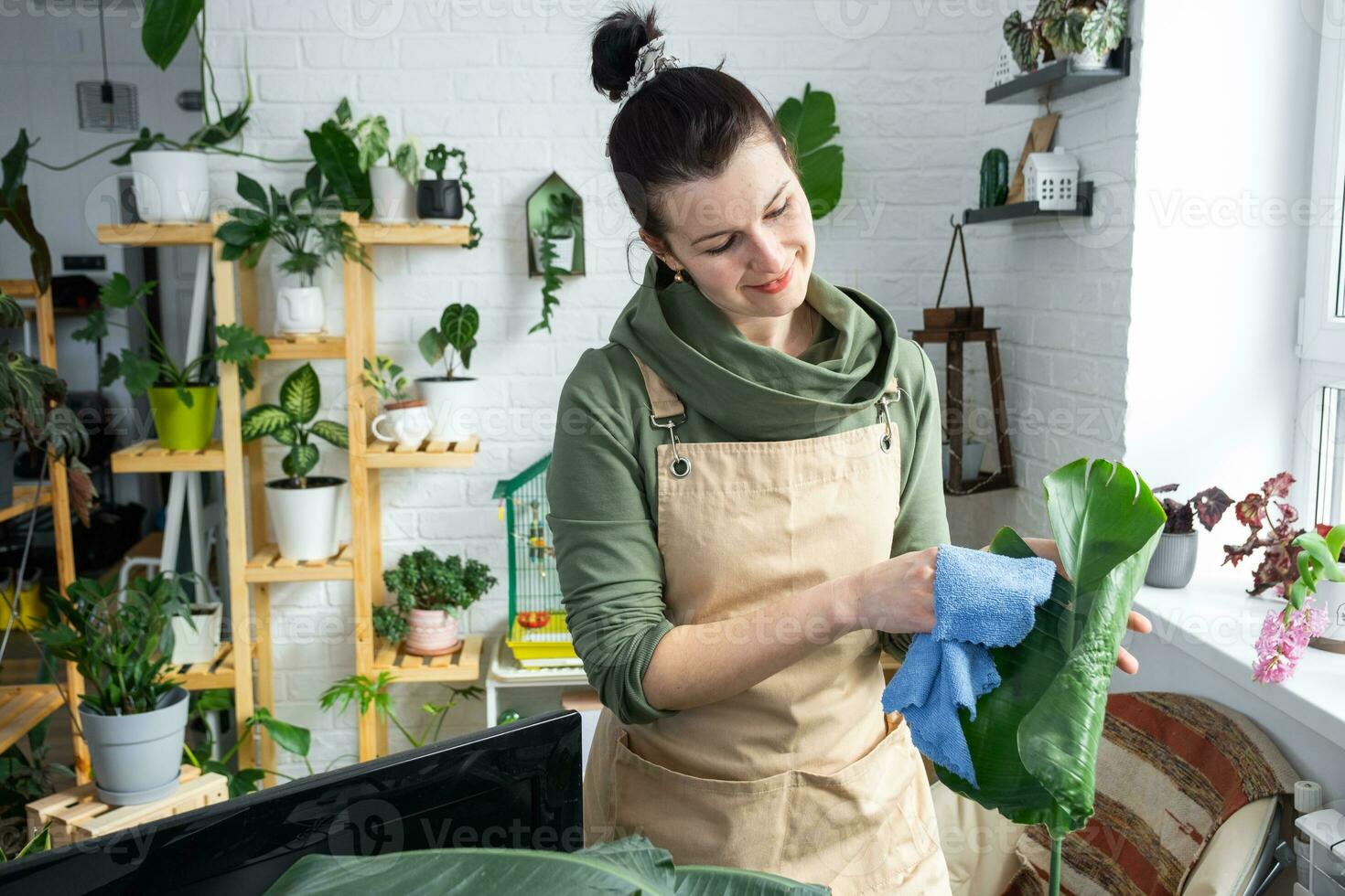 mujer toallitas el polvo con un trapo desde el hojas de hogar en conserva plantas, crecido con amor en estantería en el interior de el casa. hogar planta creciente, verde casa, pureza y salud de plantas. foto