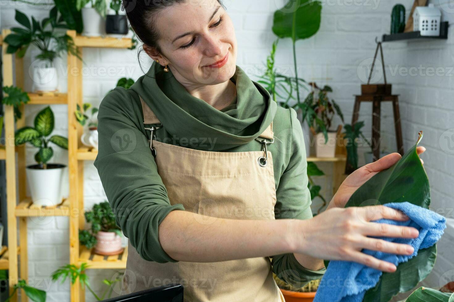 Woman wipes the dust with a rag from the leaves of home potted plants, grown with love on shelves in the interior of the house. Home plant growing, green house, purity and health of plants. photo