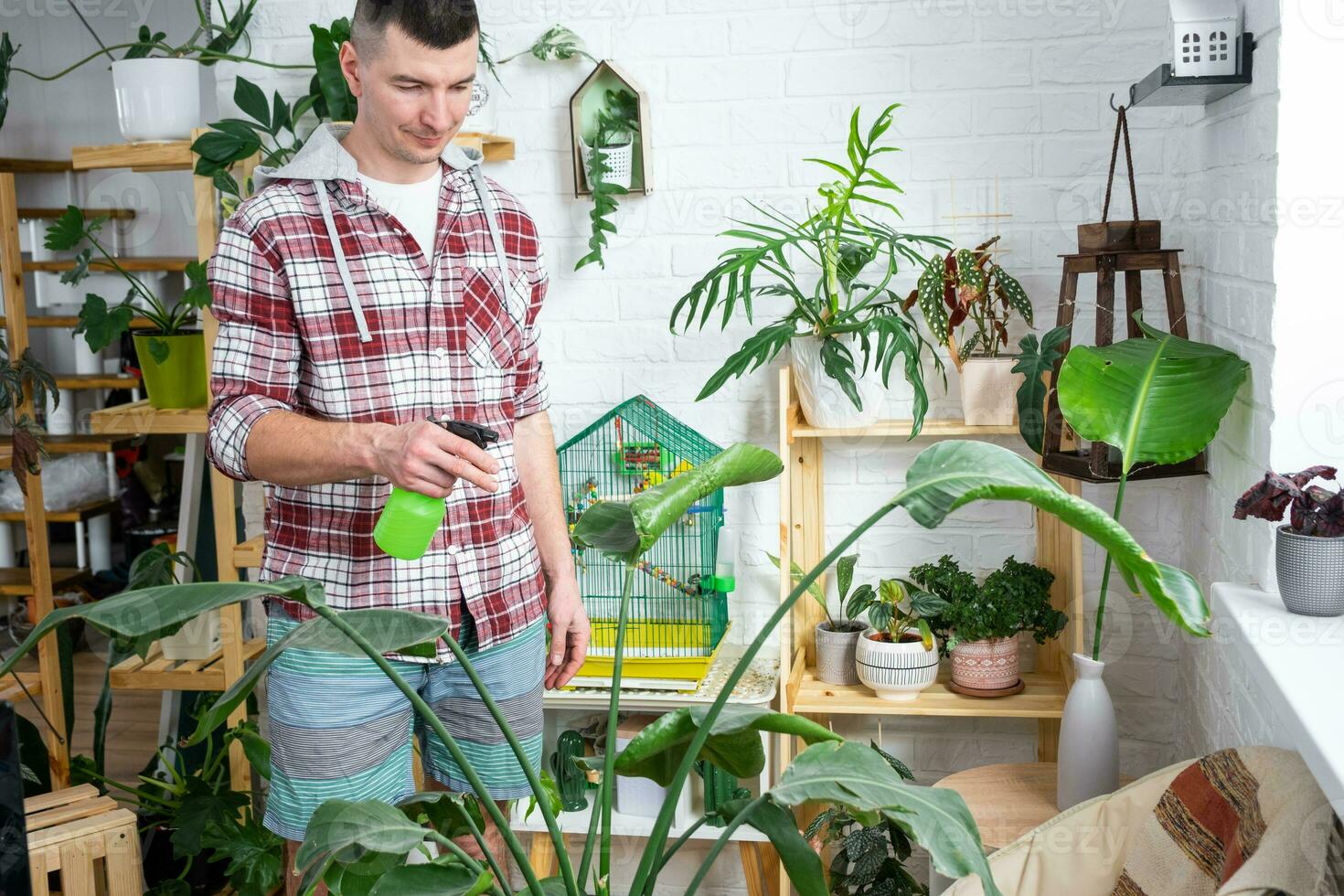 Man sprays from a spray gun home plants from her collection, grown with love on shelves in the interior of the house. Home plant growing, green house, water balance, humidification photo